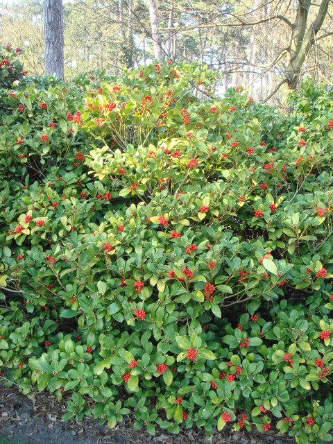 Skimmia japonica P29